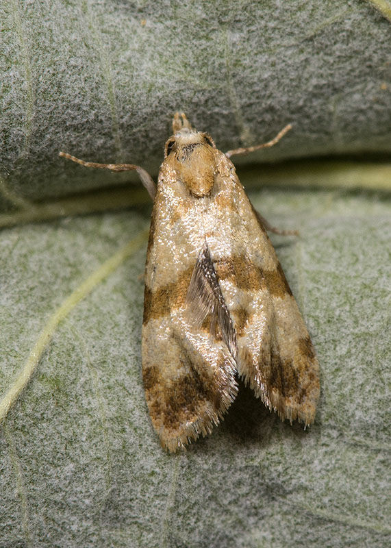 Tortricidae: Phalonidia contractana